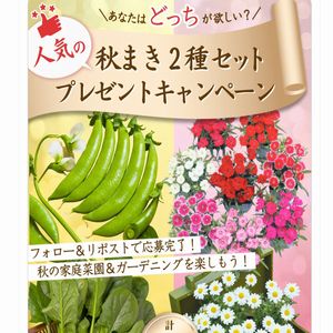 人気の秋まき2種セット