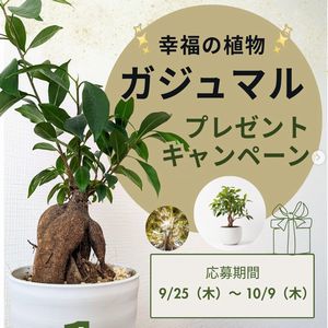 観葉植物「ガジュマル」