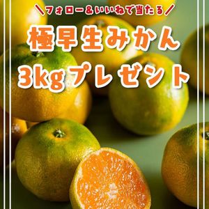 極早生みかん3kg