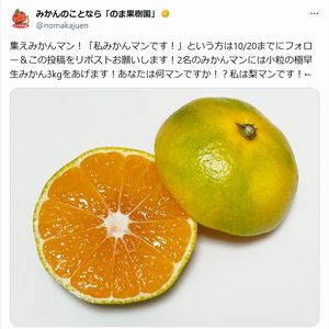 小粒の極早生みかん3kg