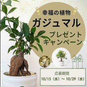 幸福の植物「ガジュマル」