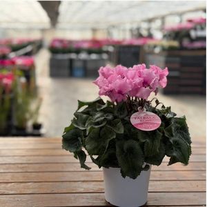 宮沢農園のシクラメン