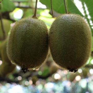 キウイフルーツ「ヘイワード」