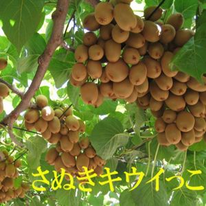 キウイフルーツ「さぬきキウイっこ®」