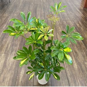 今月おすすめ鉢物「シェフレラホンコン」