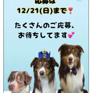 モイラちゃんお気に入りのファーストメイト全種類セット　他