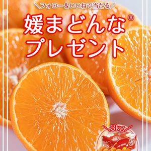 プレミアム柑橘「媛まどんな3kg」