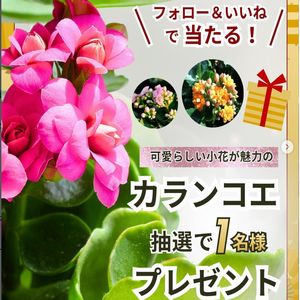 鉢花「カランコエ」