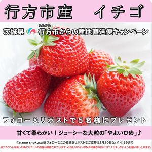 行方市産イチゴ「やよいひめ」