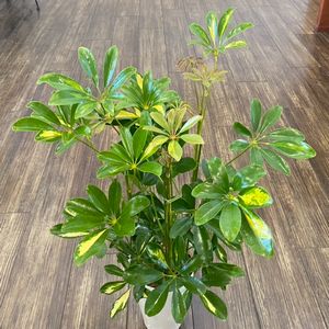 今月おすすめ鉢物「シェフレラホンコン」