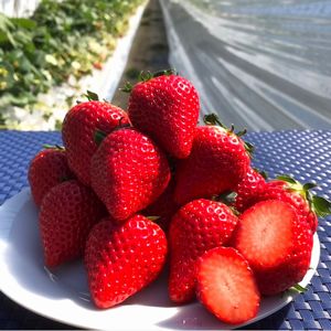 いちごさん 約240g×2パック