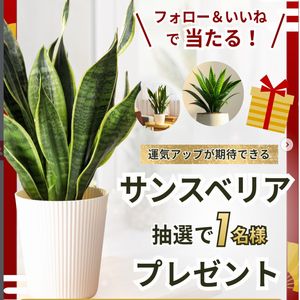 風水でも人気の開運植物 サンスベリア
