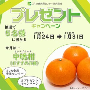 中晩柑（ちゅうばんかん）