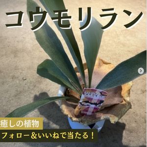 観葉植物「コウモリラン」