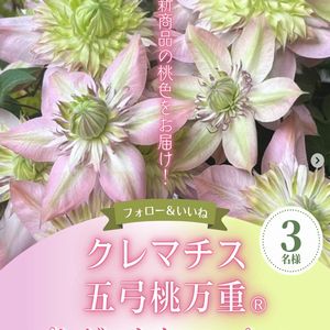クレマチス「五弓桃万重®」