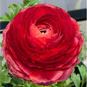 今月おすすめ鉢物「ラナンキュラス」