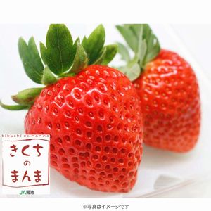 JA菊池 イチゴ
