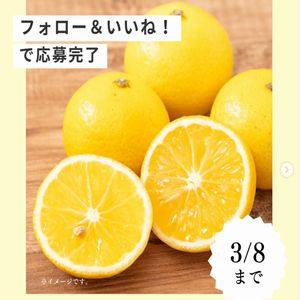 湘南ゴールド(2L 12個入り)