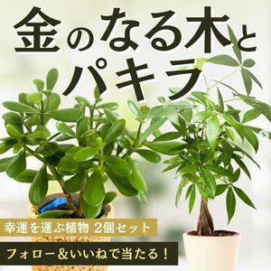 観葉植物「金のなる木」と「パキラ」