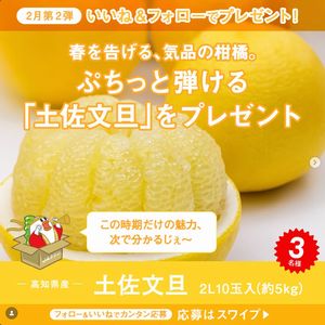 高知県産 土佐文旦 2L 10玉入