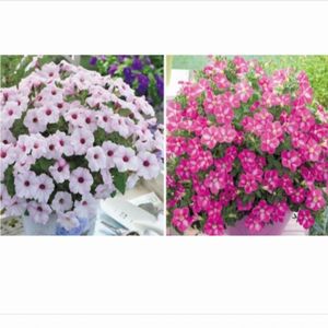 ペチュニアの苗2種