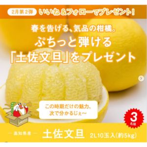 高知県産 土佐文旦 2L10玉入約5kg