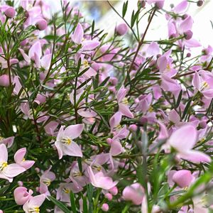 今月おすすめ鉢物「ボロニア」