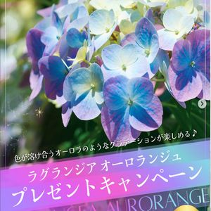 アジサイ「ラグランジア・オーロランジュ」
