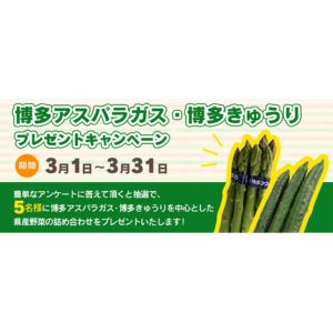 博多アスパラガス＆きゅうり入り県産野菜の詰め合わせ