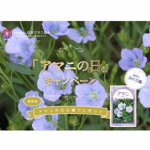 可憐な薄紫色の花が咲くアマニの花の種