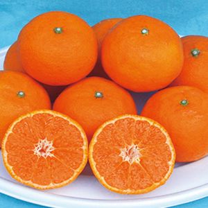 季節の柑橘「カラマンダリン（5kg）」
