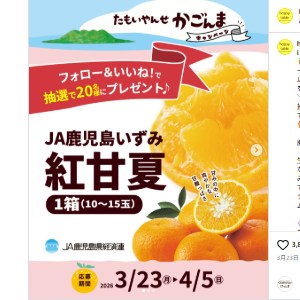 紅甘夏 1箱（10～15玉）