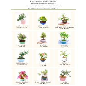 賞品画像：花が咲くミニ盆栽