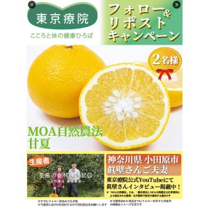 MOA自然農法 甘夏