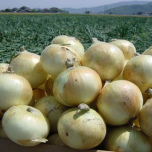 佐賀県産白石たまねぎ10kg
