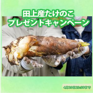 賞品画像：田上産たけのこ 1kg
