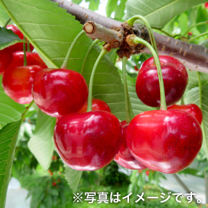 さくらんぼ　やまがた紅王