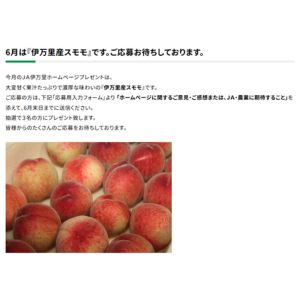 伊万里産スモモ