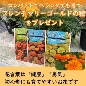 フレンチマリーゴールドの種
