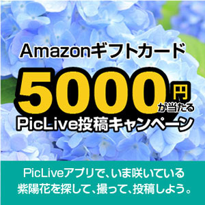 Amazonギフト5000円　他