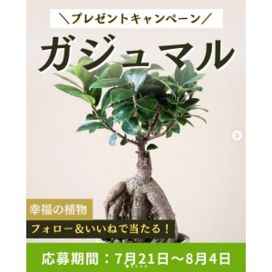 賞品画像：ガジュマルの木