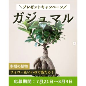 賞品画像：ガジュマルの木