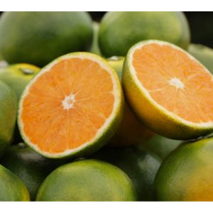 福岡県産温州みかん「早味かん」