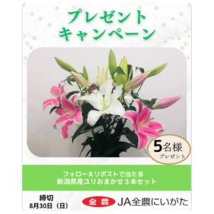 新潟県産ユリおまかせ3本セット