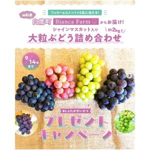 大粒ぶどう3品種 詰め合わせ（約2kg）