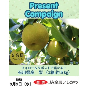 石川県産梨（1箱 約5kg）