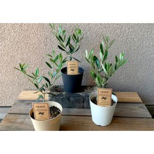 鉢物「オリーブ」
