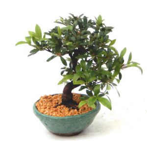 花が咲くミニ盆栽