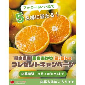 熊本県産みかん「肥のあかり」2.5kg