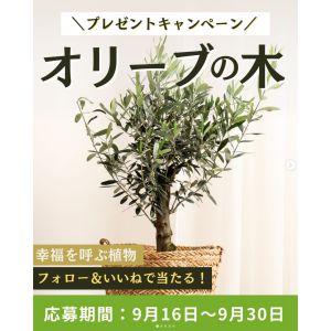 オリーブの木